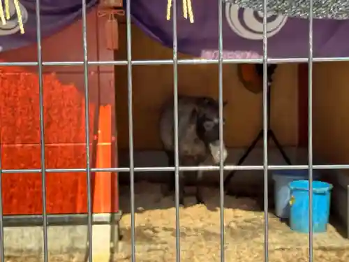 神田神社（神田明神）の動物