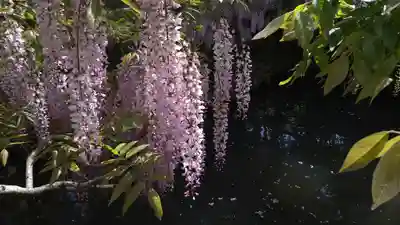 歌泉堂（春日大社神苑萬葉植物園内鎮座）(奈良県)