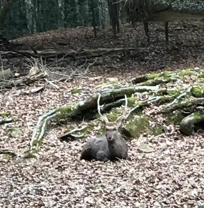 春日大社の動物