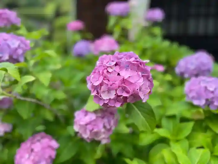 長念寺(埼玉県)