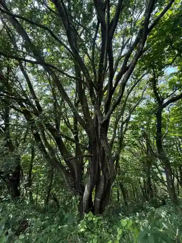 彌彦神社奥宮（御神廟）(新潟県)