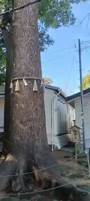 金ヶ作熊野神社(千葉県)