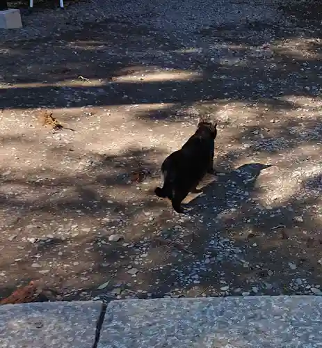 間々田八幡宮の動物