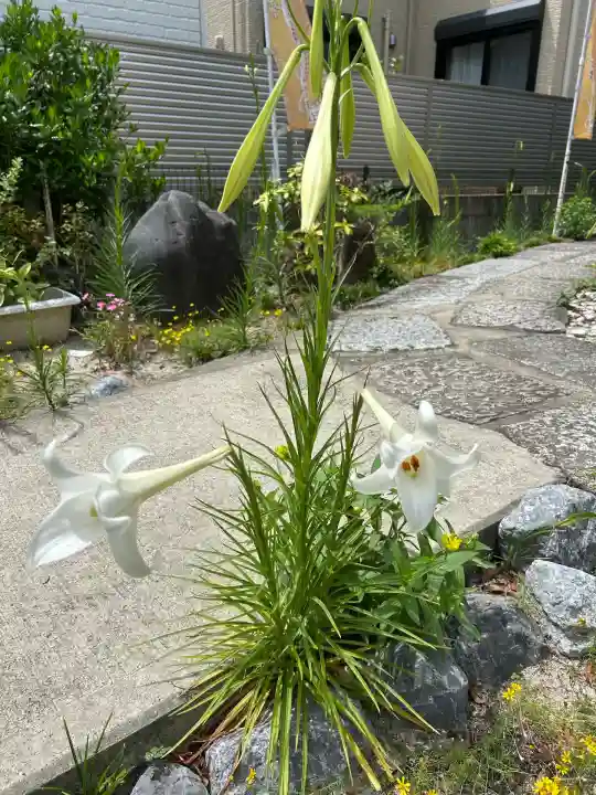 髙帝龍王龍神社(白山宮末社)(愛知県)