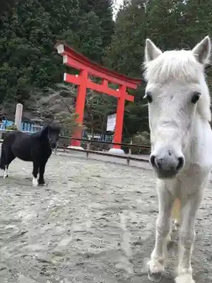 丹生川上神社（下社）(奈良県)