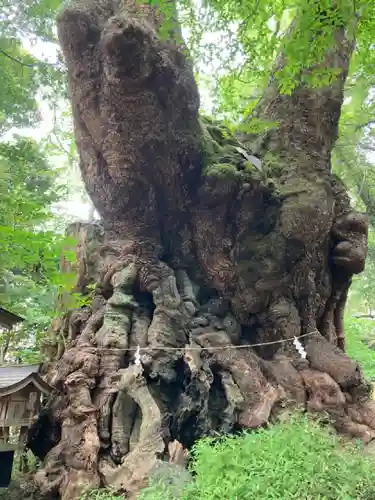 來宮神社(静岡県)