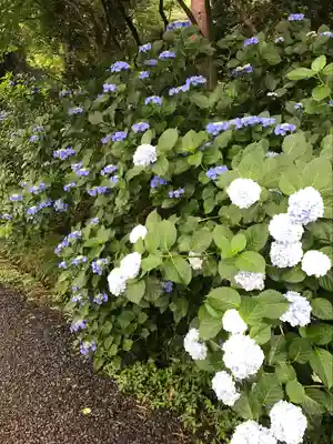 高幡不動尊　金剛寺(東京都)