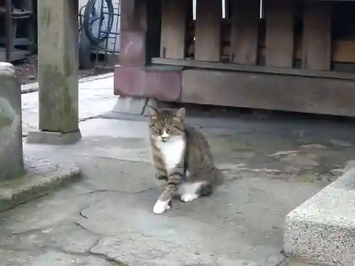 本塩豊受神社の動物