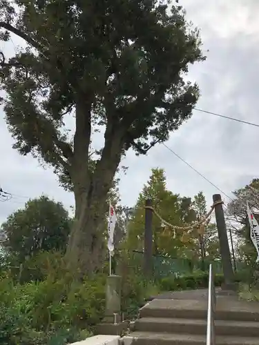 星川杉山神社の自然