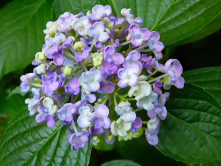 阿弥陀寺の自然