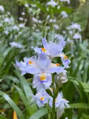 白山神社の自然
