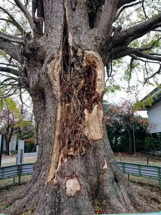 時宗総本山 遊行寺(正式:清浄光寺)の自然