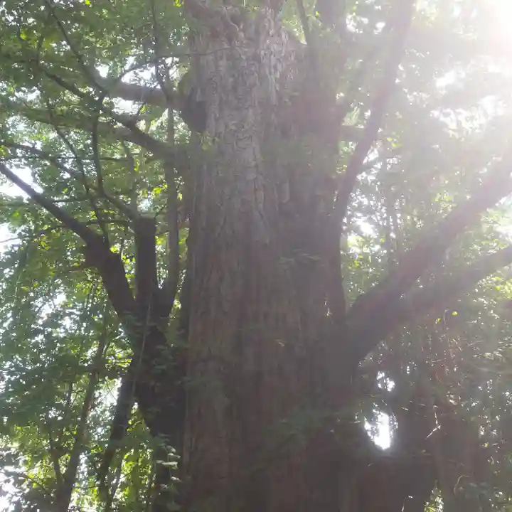 王子神社の自然