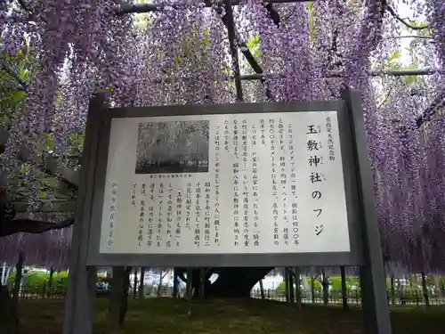 玉敷神社(埼玉県)