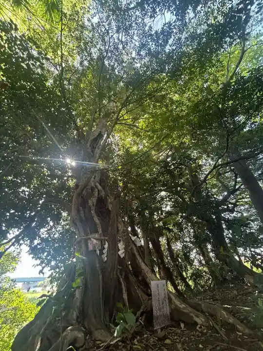 有鹿神社の{uncategorized: "未分類", other: "その他", undefined: "問題あり", building: "その他建物", grave: "お墓", sacred_gate: "鳥居", guardian: "狛犬", statue: "像", buddha: "仏像", history: "歴史", nature: "自然", garden: "庭園", animal: "動物", pagoda: "塔", temizu: "手水舎", mountain_gate: "山門・神門", sanctuary: "本殿・本堂", subordinate: "末社・摂社", art: "芸術", scenery: "景色", jizo: "地蔵", ema: "絵馬", goshuin: "御朱印", omikuji: "おみくじ", items: "授与品その他", amulet: "お守り", goshuincho: "御朱印帳", eats: "食事", festival: "お祭り", votive_dance: "神楽", shichigosan: "七五三参", wedding: "結婚式", experience: "体験その他", initially: "初詣", around: "周辺", anti_infection: "感染症対策"}