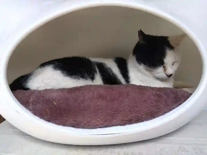 御誕生寺(猫寺)(福井県)