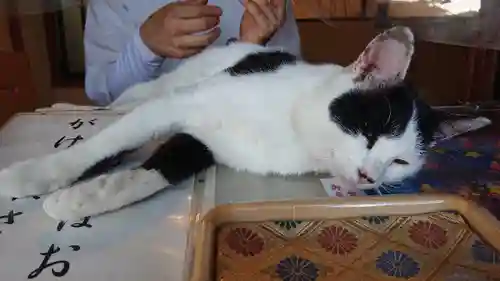 賀茂別雷神社の動物
