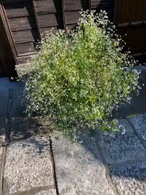 龍寳寺（龍宝寺）の自然