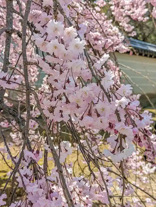 仁和寺(京都府)