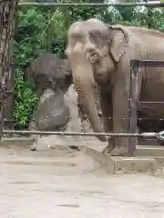 寛永寺不忍池弁天堂の動物