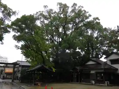 築地神社の自然