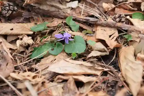 三渡神社の自然