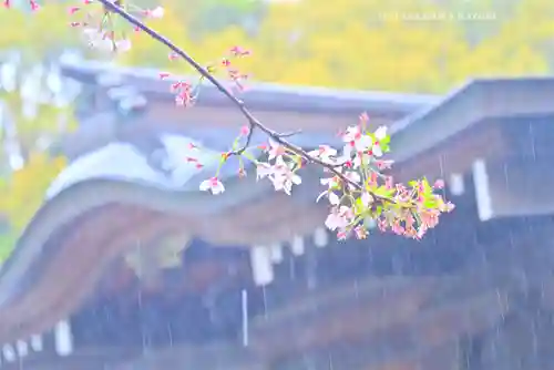 鶴岡八幡宮の自然