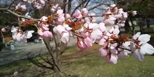 北海道護國神社の自然