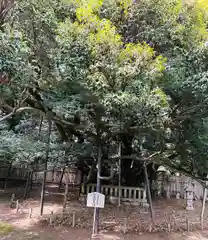 大樹寺（松安院大樹寺）(愛知県)