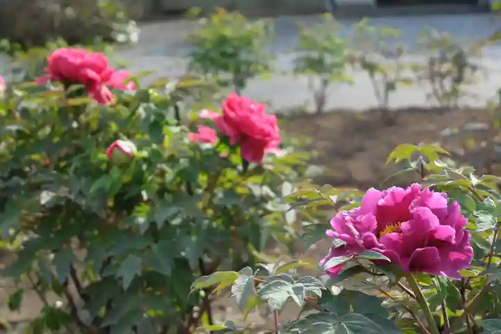 時宗総本山 遊行寺(正式:清浄光寺)の自然