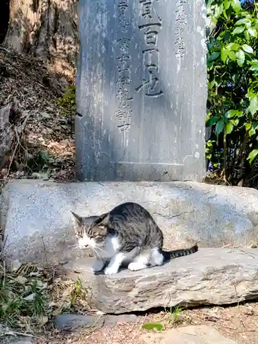 前玉神社の{uncategorized: "未分類", other: "その他", undefined: "問題あり", building: "その他建物", grave: "お墓", sacred_gate: "鳥居", guardian: "狛犬", statue: "像", buddha: "仏像", history: "歴史", nature: "自然", garden: "庭園", animal: "動物", pagoda: "塔", temizu: "手水舎", mountain_gate: "山門・神門", sanctuary: "本殿・本堂", subordinate: "末社・摂社", art: "芸術", scenery: "景色", jizo: "地蔵", ema: "絵馬", goshuin: "御朱印", omikuji: "おみくじ", items: "授与品その他", amulet: "お守り", goshuincho: "御朱印帳", eats: "食事", festival: "お祭り", votive_dance: "神楽", shichigosan: "七五三参", wedding: "結婚式", experience: "体験その他", initially: "初詣", around: "周辺", anti_infection: "感染症対策"}