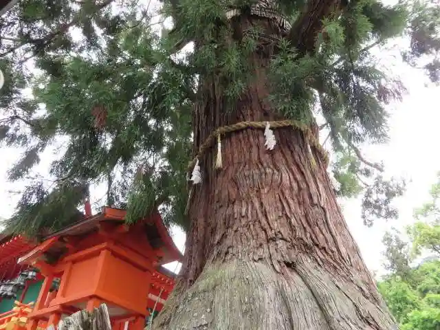 春日大社の自然
