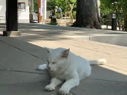 愛宕神社の動物