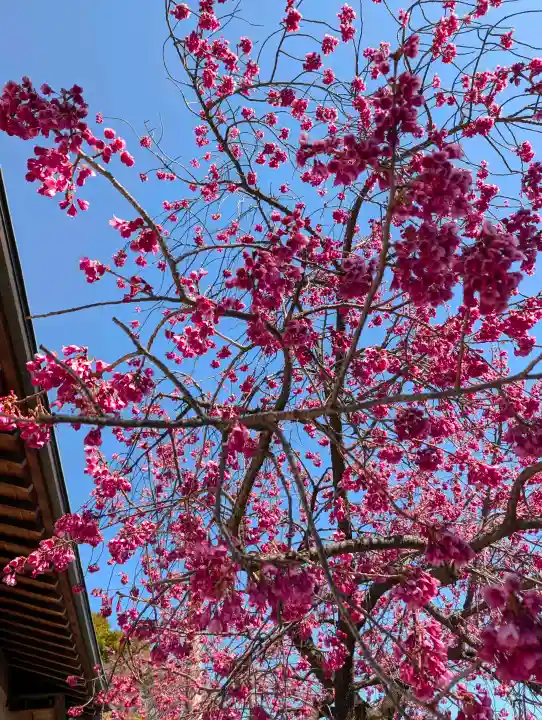 日枝神社の{uncategorized: "未分類", other: "その他", undefined: "問題あり", building: "その他建物", grave: "お墓", sacred_gate: "鳥居", guardian: "狛犬", statue: "像", buddha: "仏像", history: "歴史", nature: "自然", garden: "庭園", animal: "動物", pagoda: "塔", temizu: "手水舎", mountain_gate: "山門・神門", sanctuary: "本殿・本堂", subordinate: "末社・摂社", art: "芸術", scenery: "景色", jizo: "地蔵", ema: "絵馬", goshuin: "御朱印", omikuji: "おみくじ", items: "授与品その他", amulet: "お守り", goshuincho: "御朱印帳", eats: "食事", festival: "お祭り", votive_dance: "神楽", shichigosan: "七五三参", wedding: "結婚式", experience: "体験その他", initially: "初詣", around: "周辺", anti_infection: "感染症対策"}
