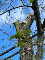 加佐美神社(岐阜県)