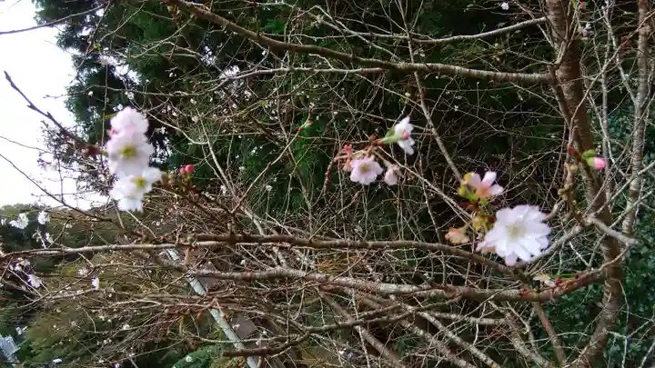 大山阿夫利神社の自然