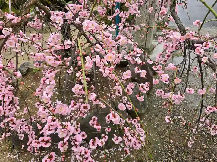 多治速比売神社(大阪府)