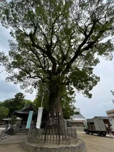 挙母神社の自然