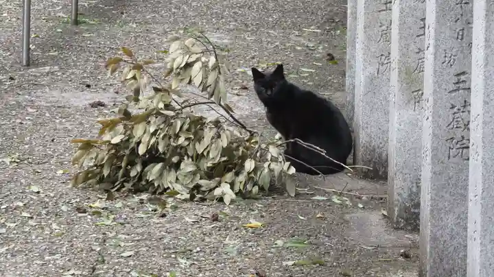 朝護孫子寺の動物