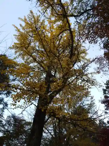厳島神社(広島県)