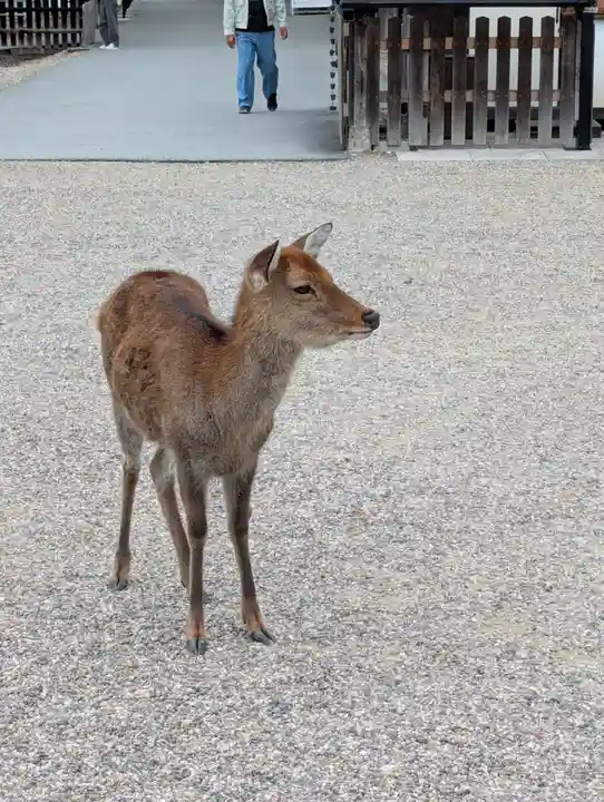 興福寺 南円堂(奈良県)