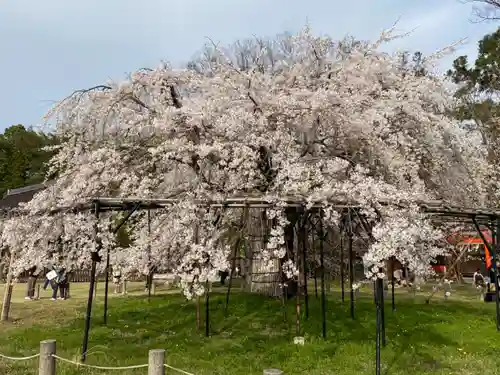 賀茂別雷神社（上賀茂神社）の庭園