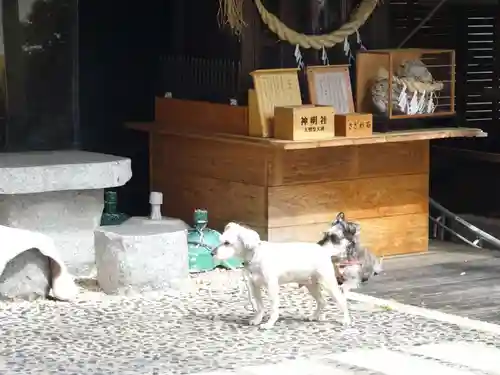 菊名神社の動物