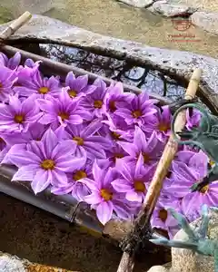 立志神社(滋賀県)(2025年11月23日(日) 09時26分42秒投稿)