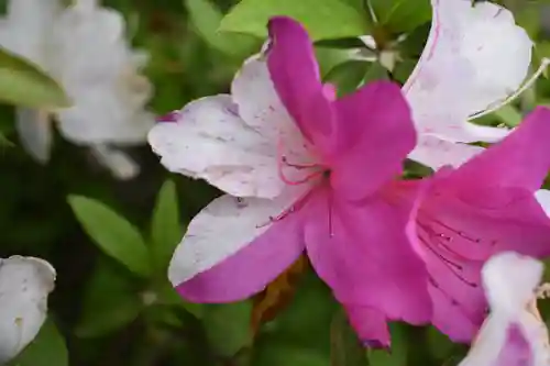相模原氷川神社の自然