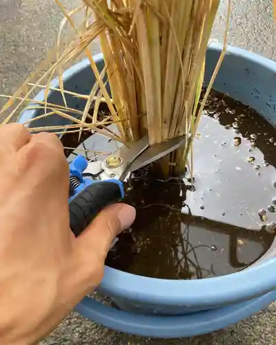 總社 和田八幡宮(福井県)