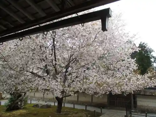 常照皇寺の自然