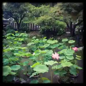 くろ谷 金戒光明寺の自然(2020年07月08日(水) 13時21分41秒投稿)