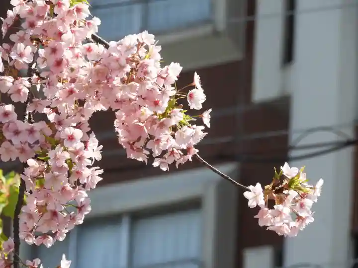 桜神宮(東京都)