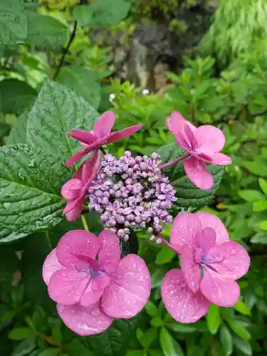 鳩森八幡神社の自然